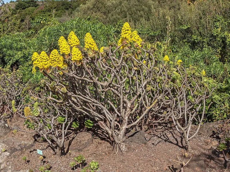 Aeonium