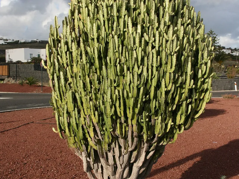 African Milk Tree