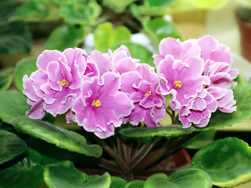 African Violet