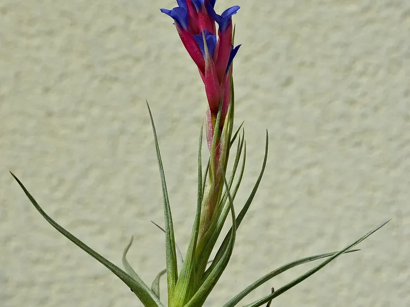 Air Plant