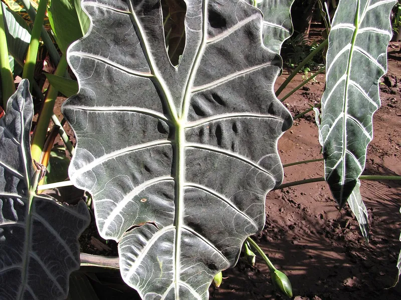 Alocasia Polly