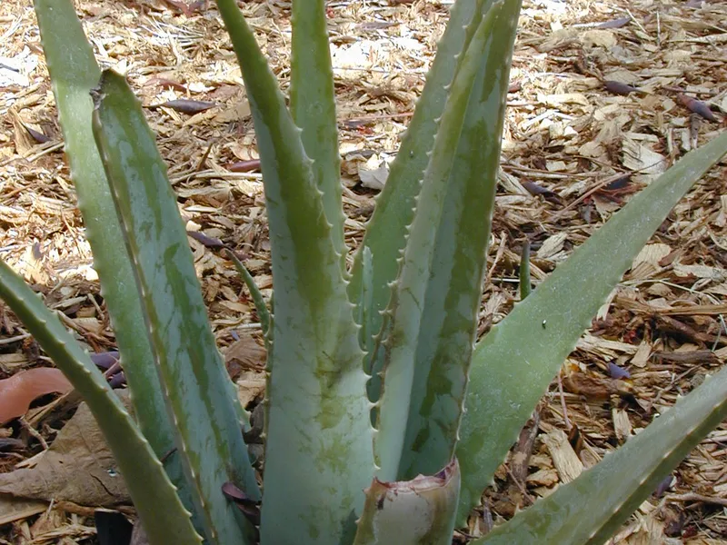 Aloe Vera