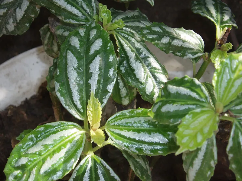 Aluminum Plant