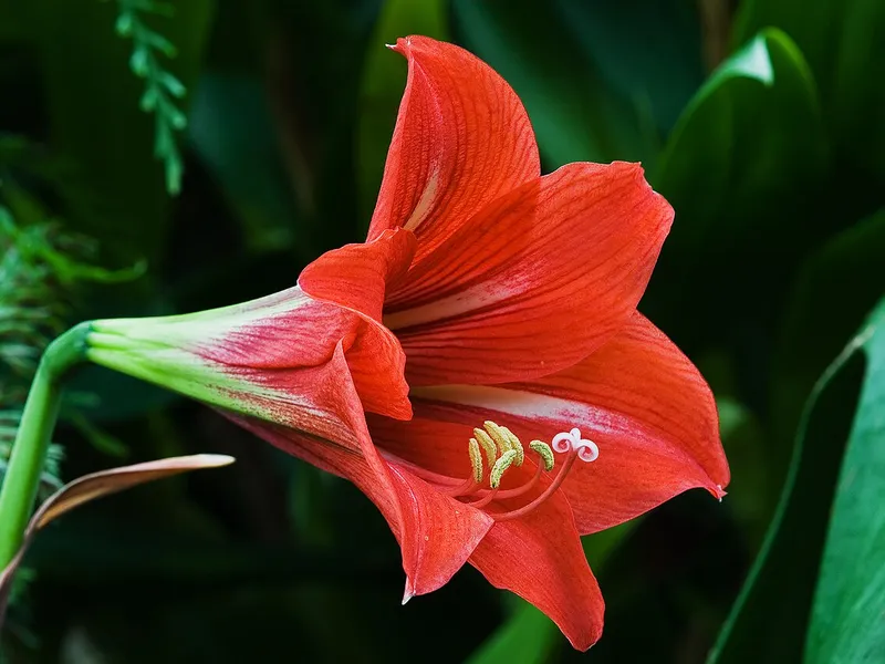 Amaryllis