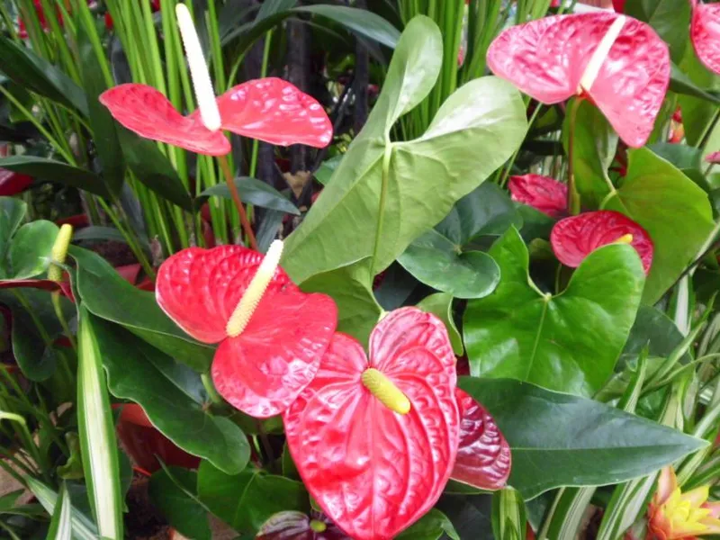 Anthurium