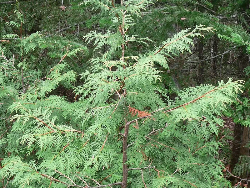 Arborvitae