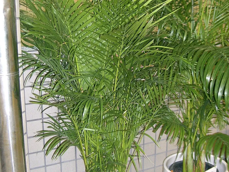 Areca Palm