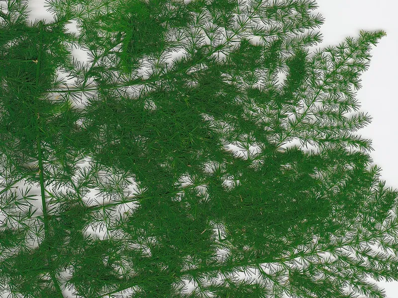 Asparagus Fern