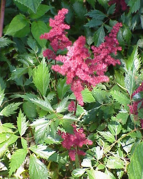 Astilbe