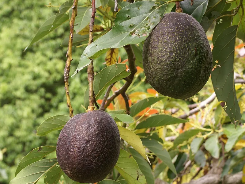 Avocado