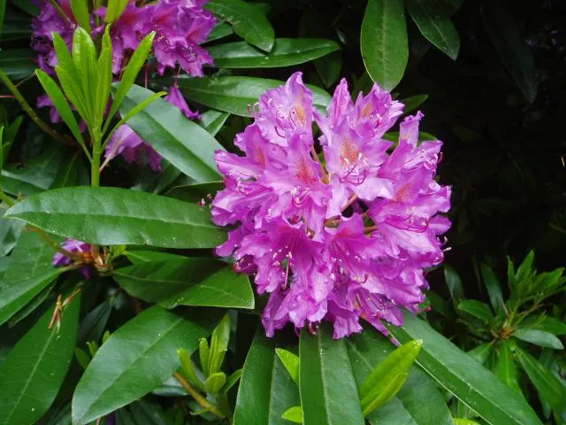 Azalea