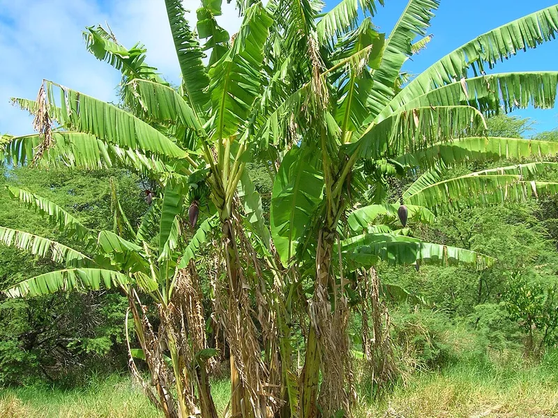 Banana