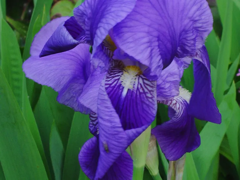Bearded Iris