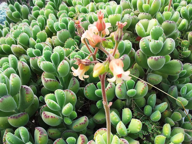 Bear's Paw