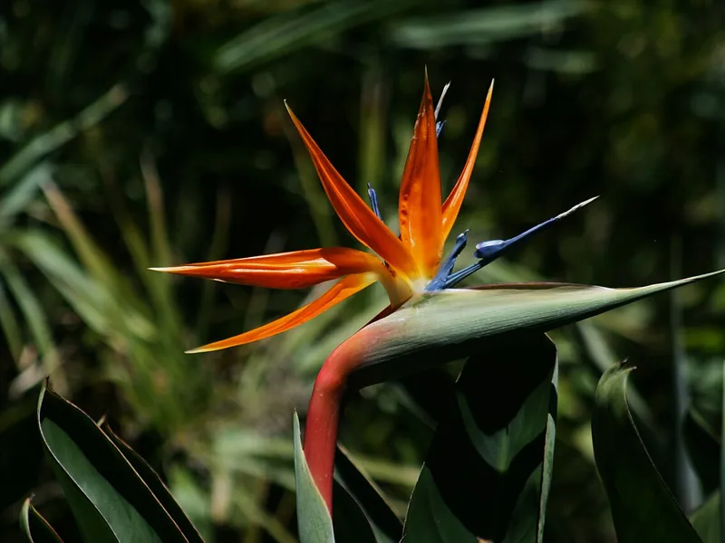 Bird of Paradise