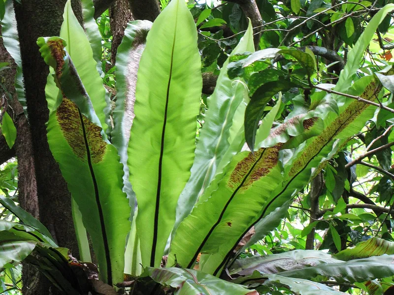 Bird's Nest Fern