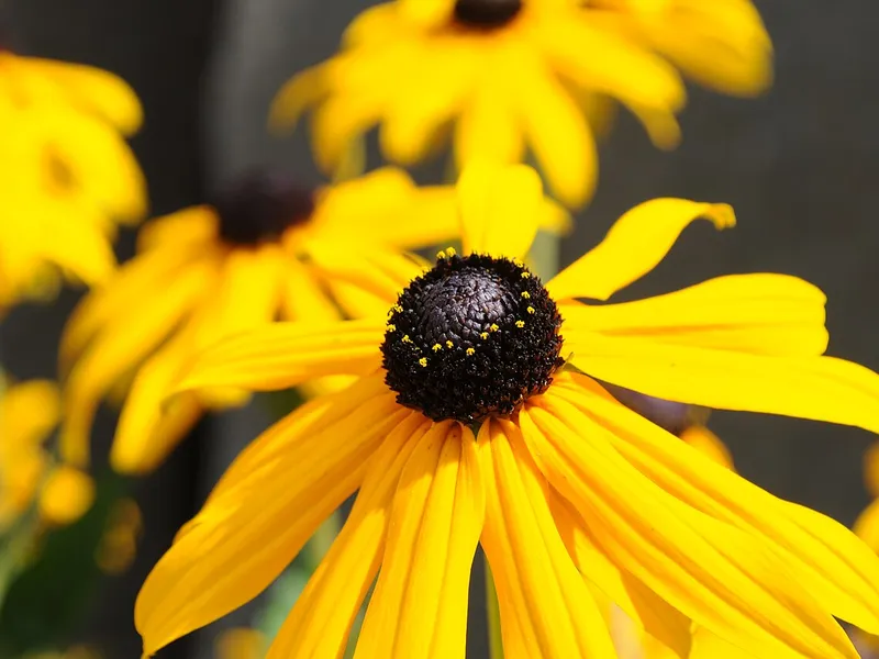 Black-Eyed Susan
