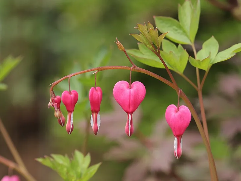 Bleeding Heart