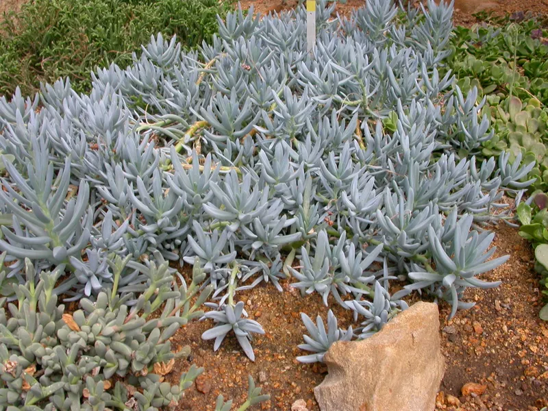 Blue Chalksticks