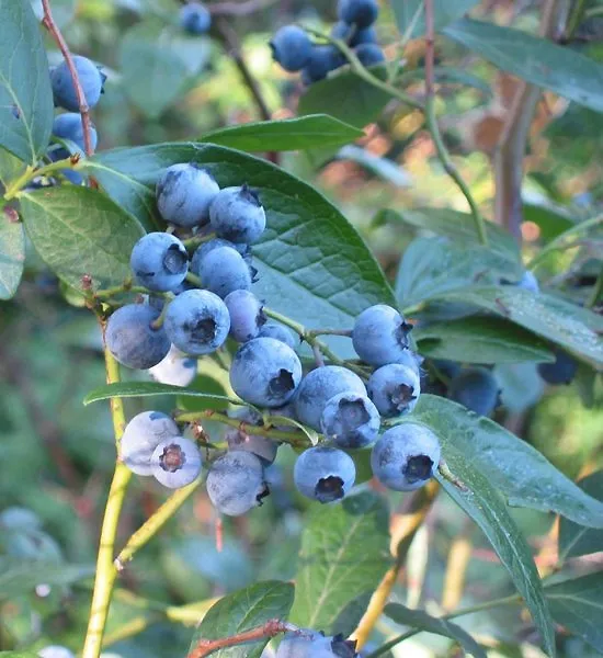 Blueberry