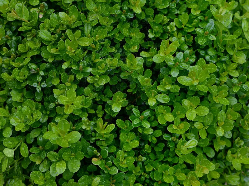 Boxwood