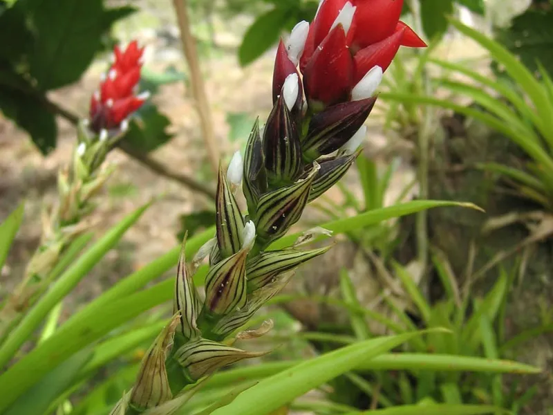Bromeliad