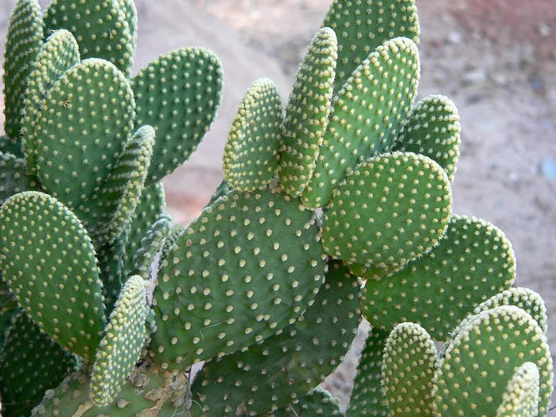 Bunny Ears Cactus