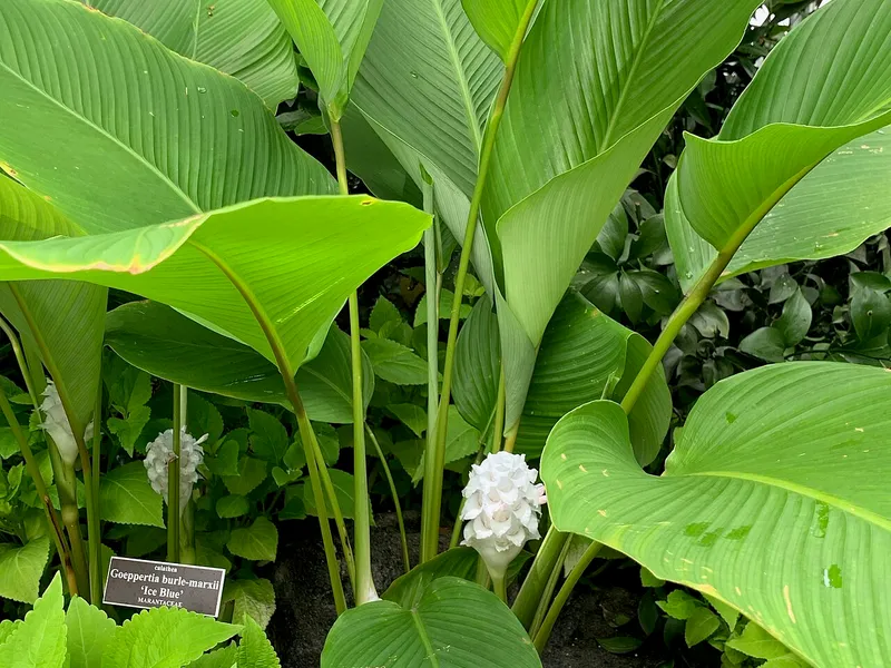 Calathea