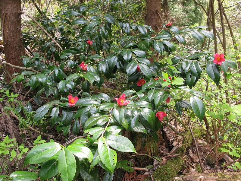 Camellia