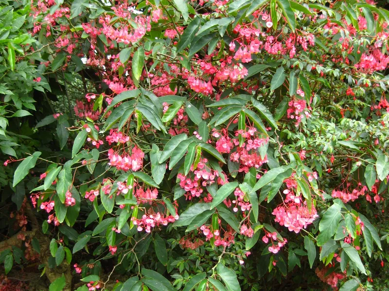 Cane Begonia