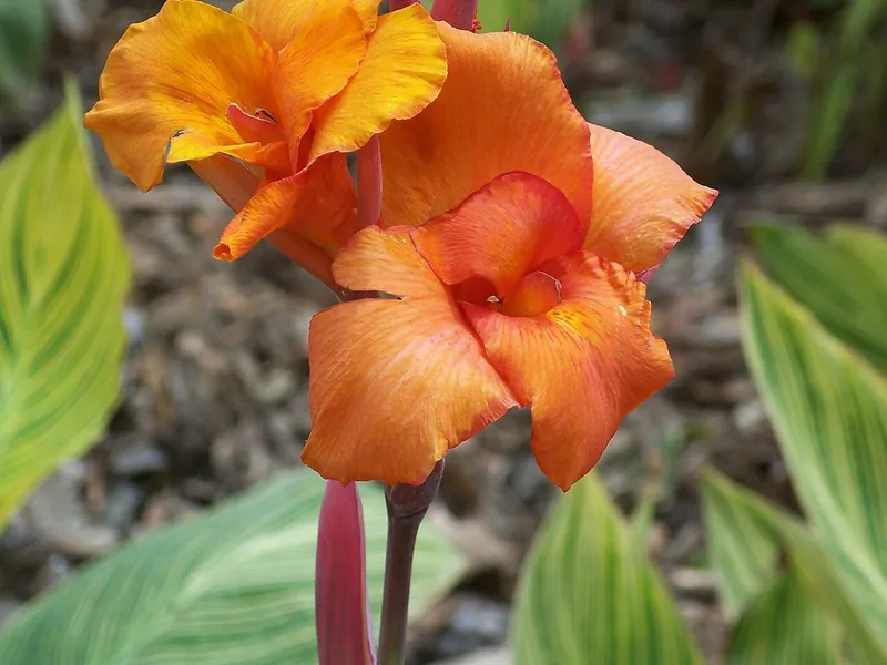 Canna Lily