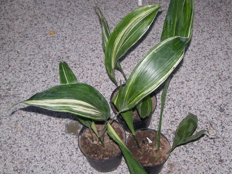 Cast Iron Plant