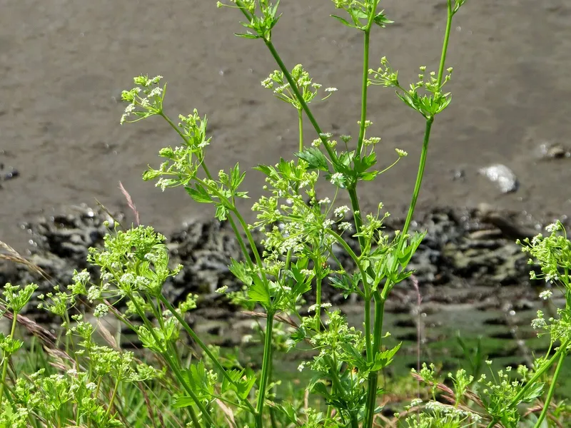 Celery