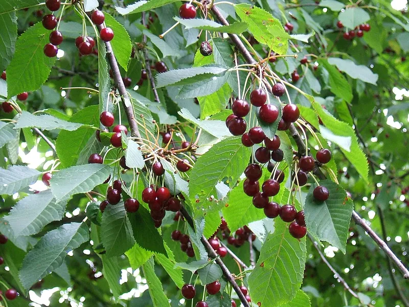 Cherry