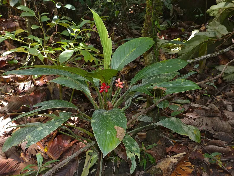 Chinese Evergreen