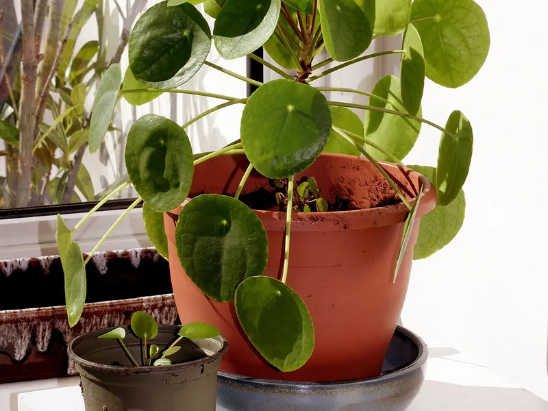 Chinese Money Plant