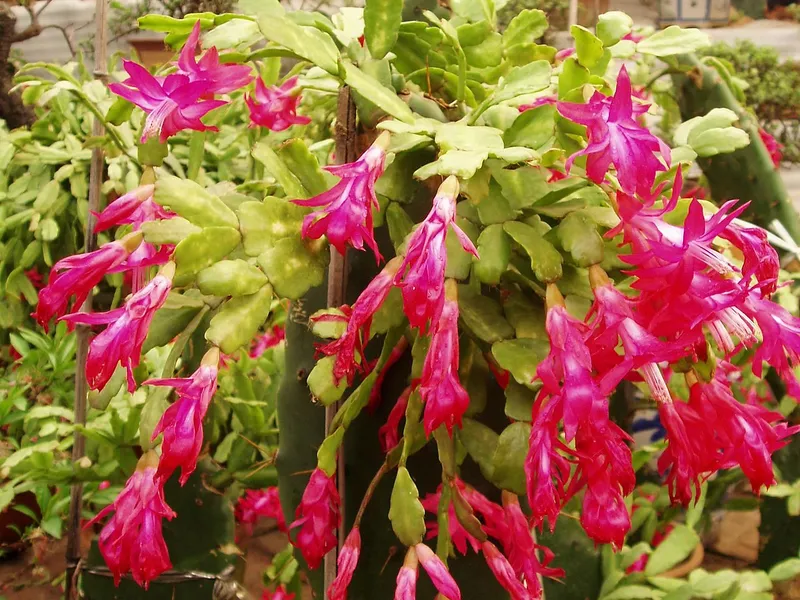 Christmas Cactus