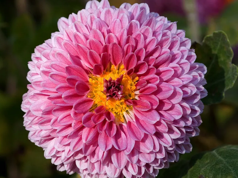 Chrysanthemum