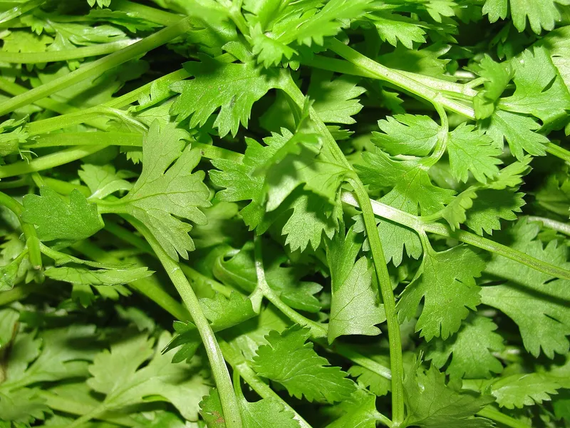 Cilantro