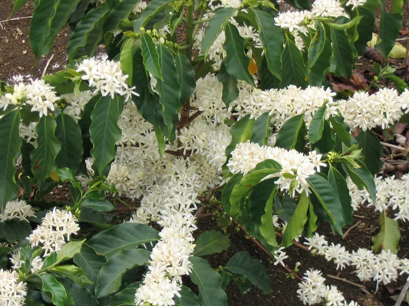 Coffee Plant