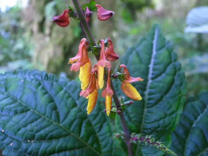 Coleus