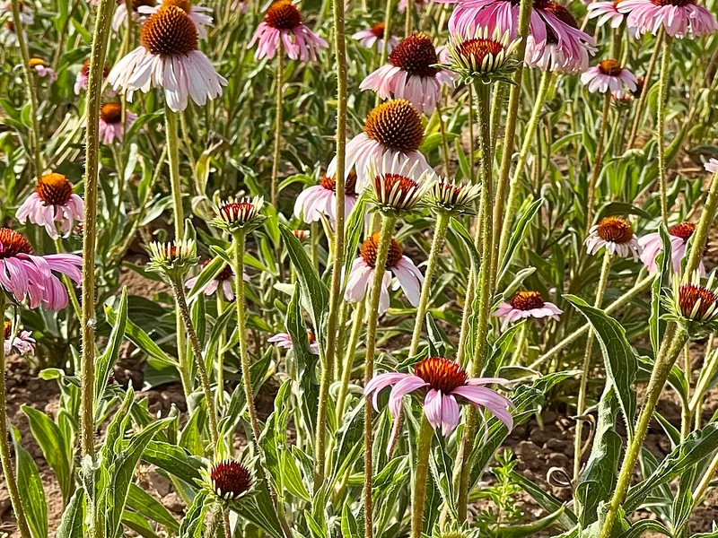 Coneflower