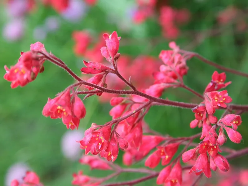 Coral Bells