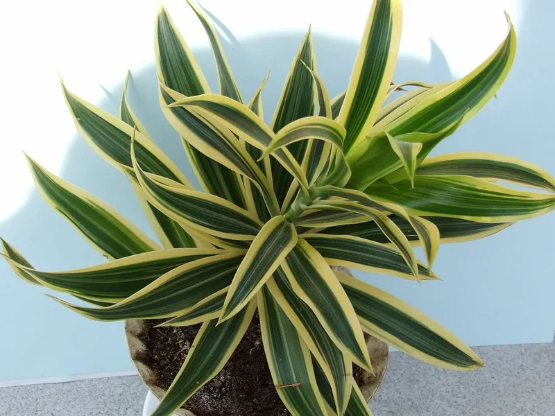 Corn Plant