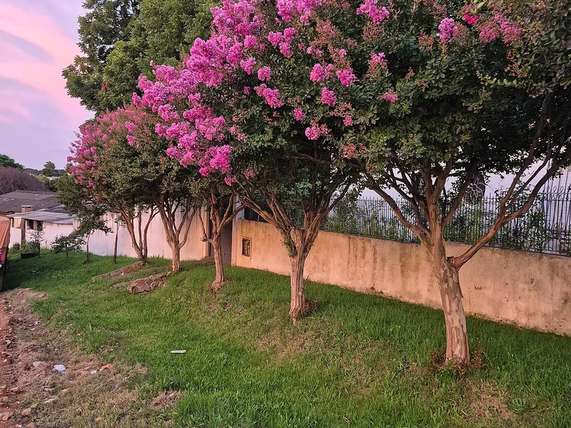 Crape Myrtle
