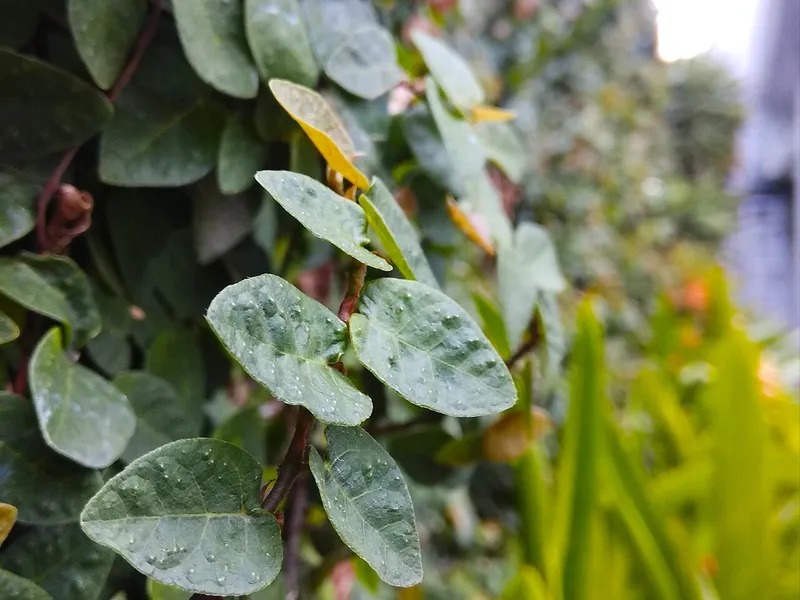 Creeping Fig