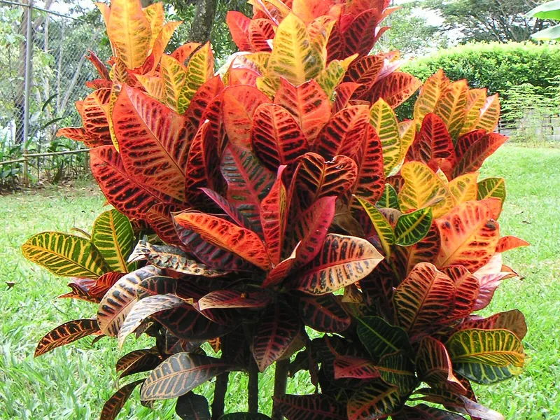 Croton