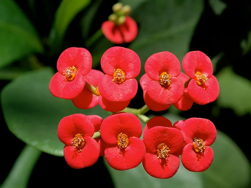 Crown of Thorns