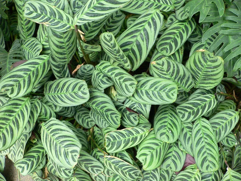 Ctenanthe
