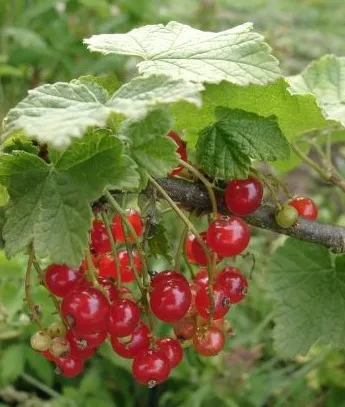 Currant